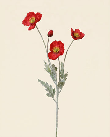 Poppy - Red