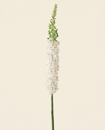 Foxtail Lily - White