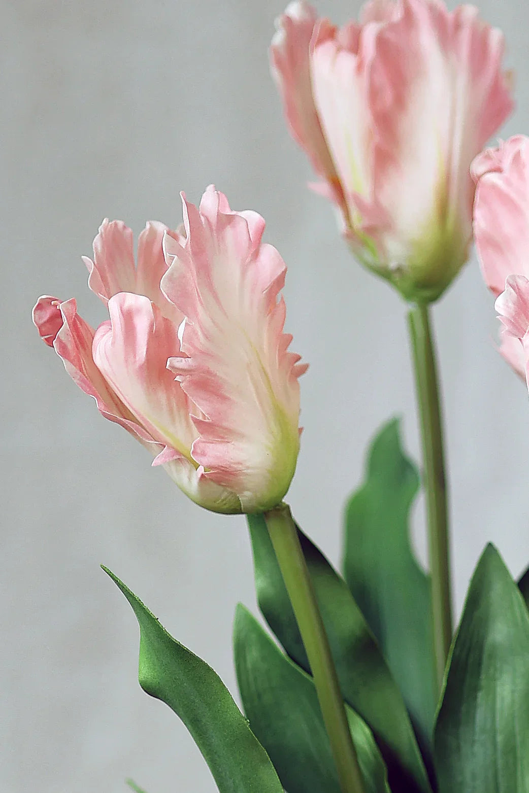 Vad tulipán rózsaszín művirág