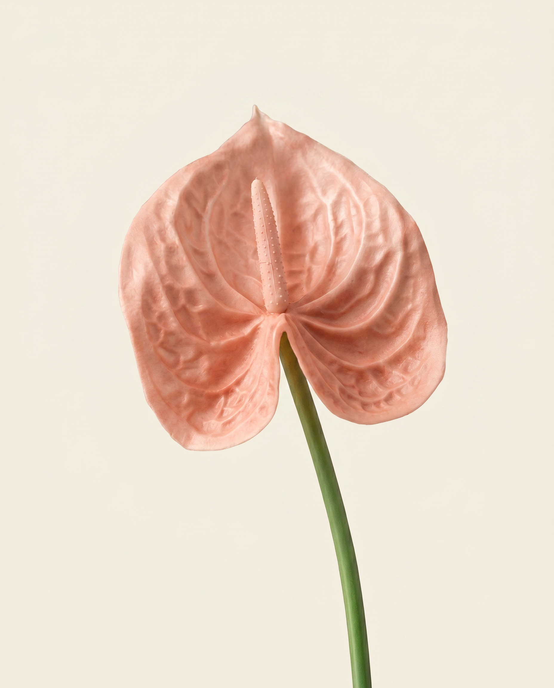 Flamingó rózsaszín művirág