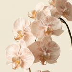 Nagy orchidea bézs művirág
