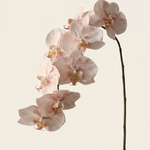 Nagy orchidea bézs művirág