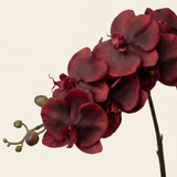 Nagy orchidea burgundi művirág