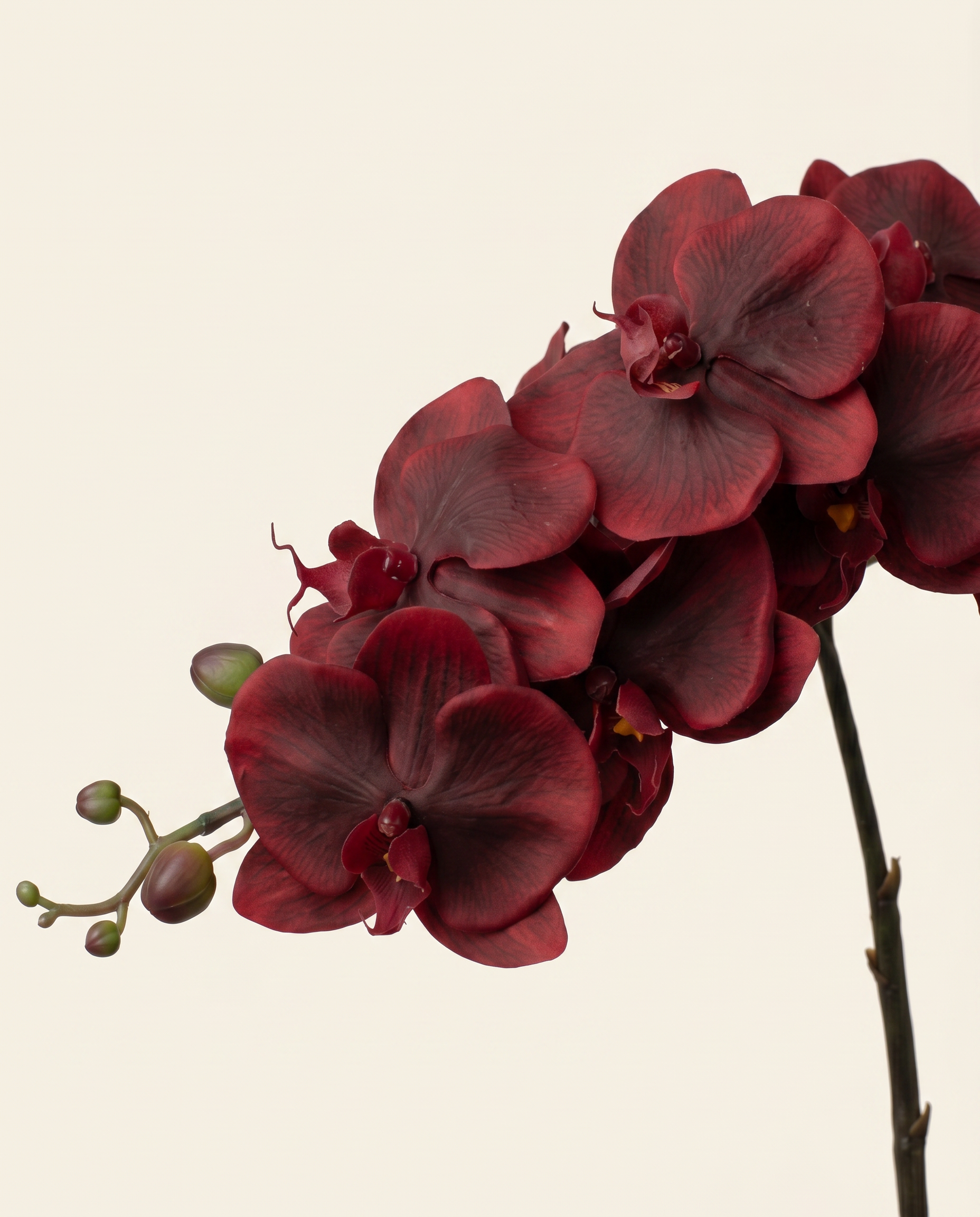 Nagy orchidea burgundi művirág