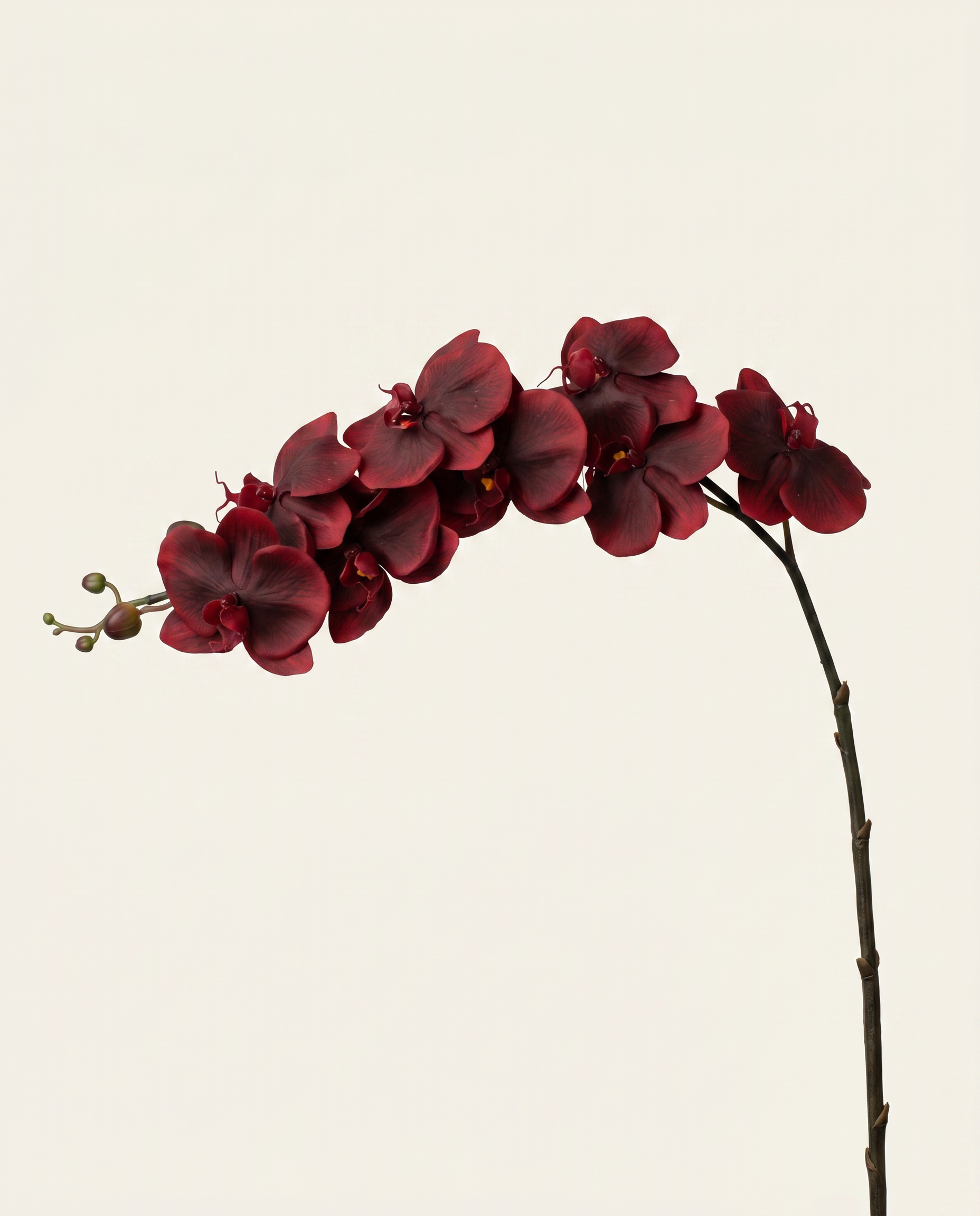 Nagy orchidea burgundi művirág
