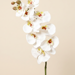 Nagy orchidea fehér művirág