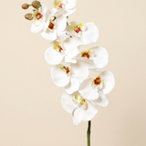 Nagy orchidea fehér művirág