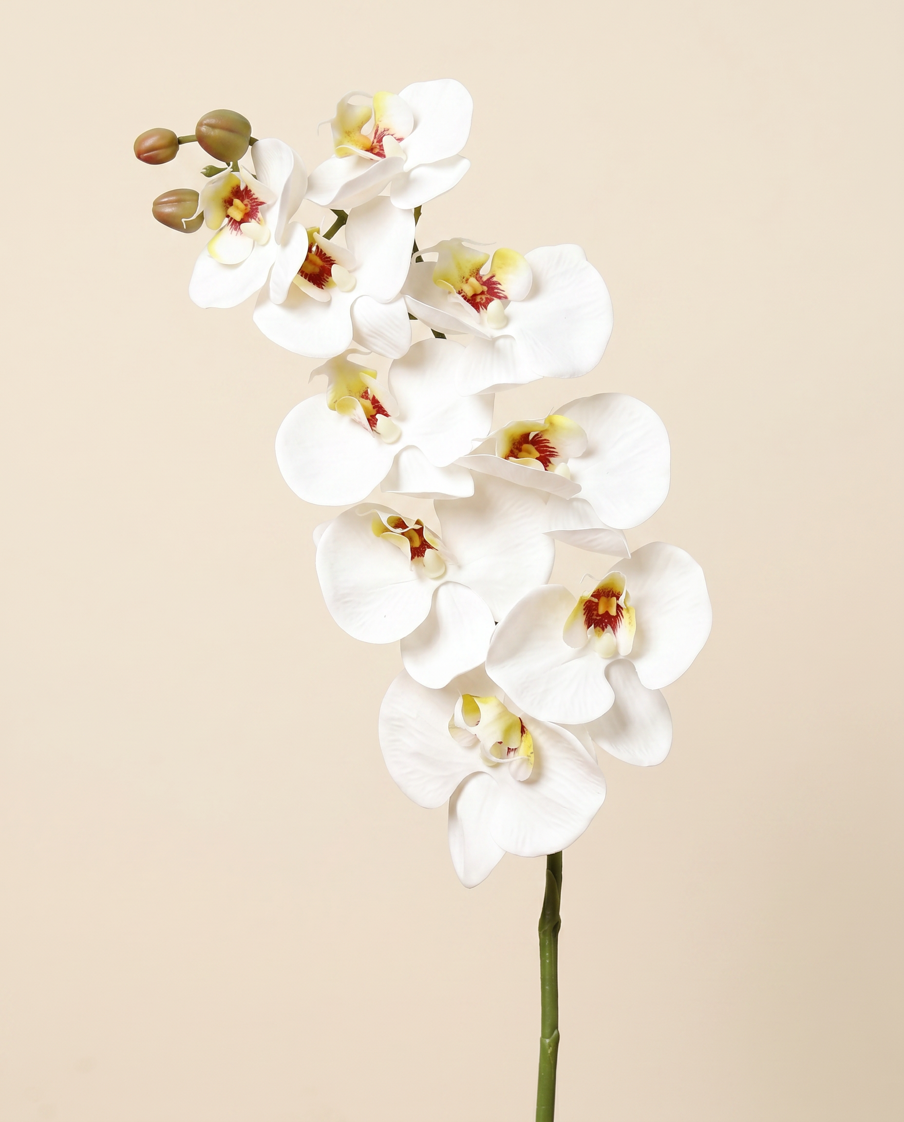 Nagy orchidea fehér művirág