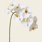 Nagy orchidea fehér művirág