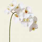 Nagy orchidea fehér művirág