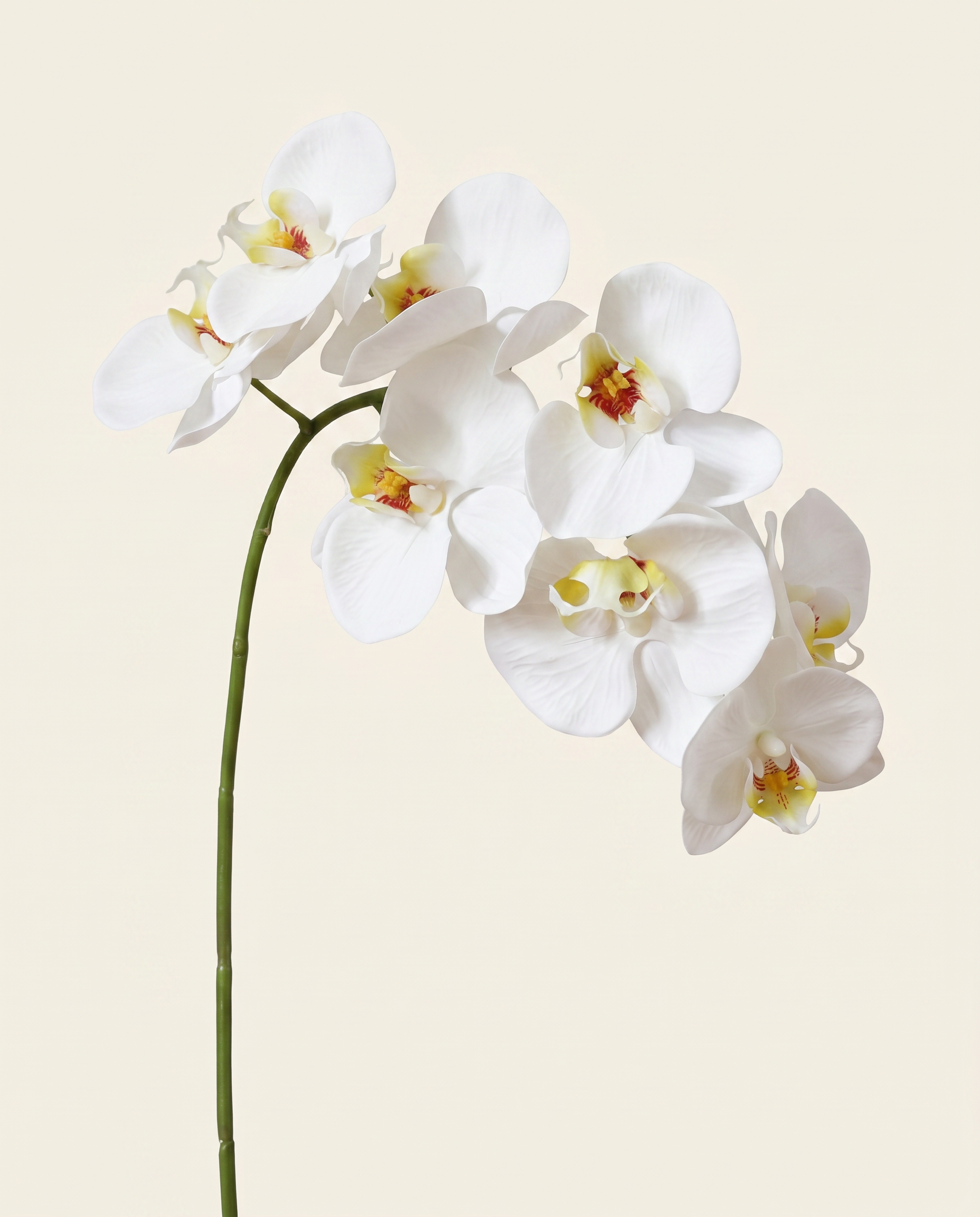 Nagy orchidea fehér művirág