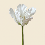 Vad tulipán fehér művirág
