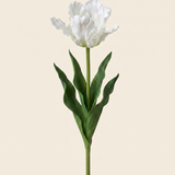 Vad tulipán fehér művirág