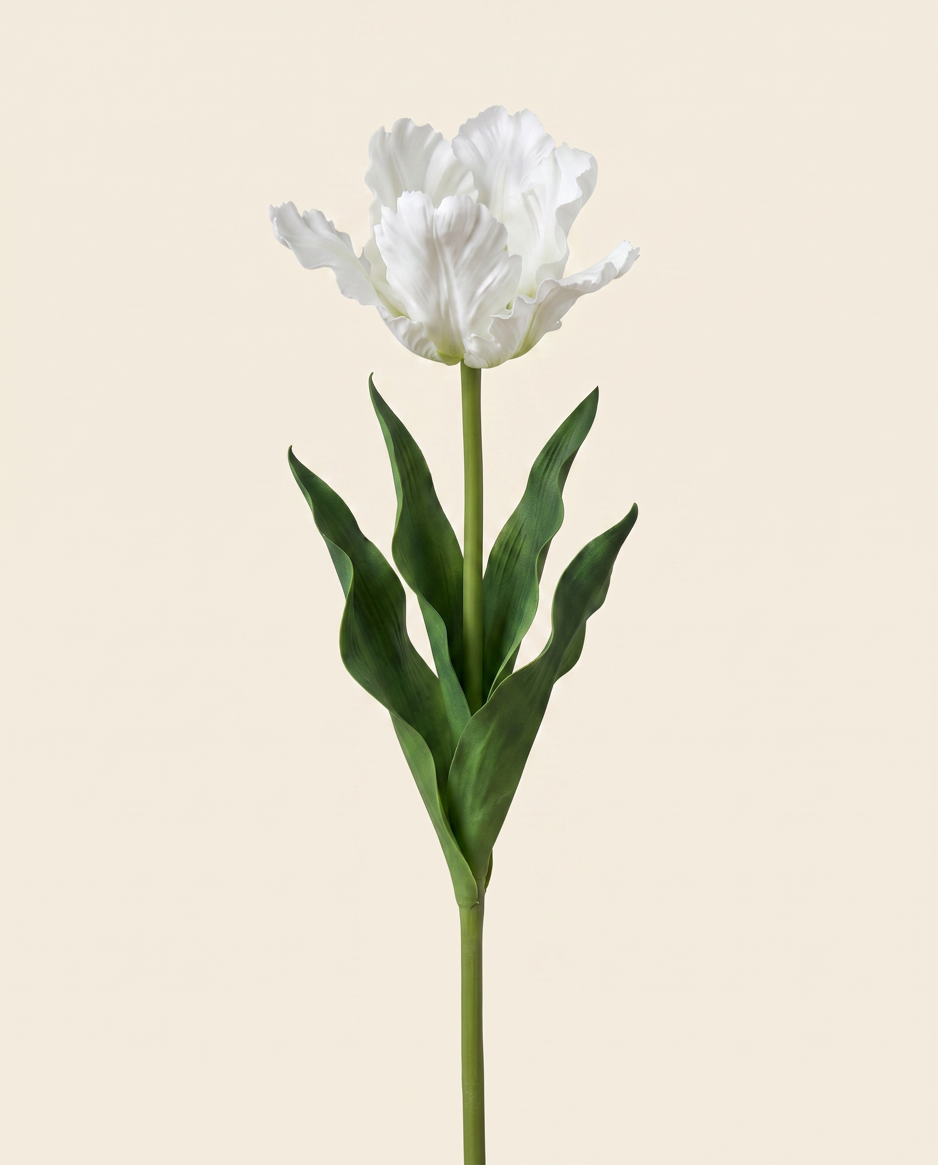 Vad tulipán fehér művirág