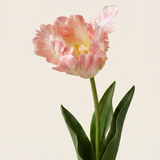 Vad tulipán rózsaszín művirág