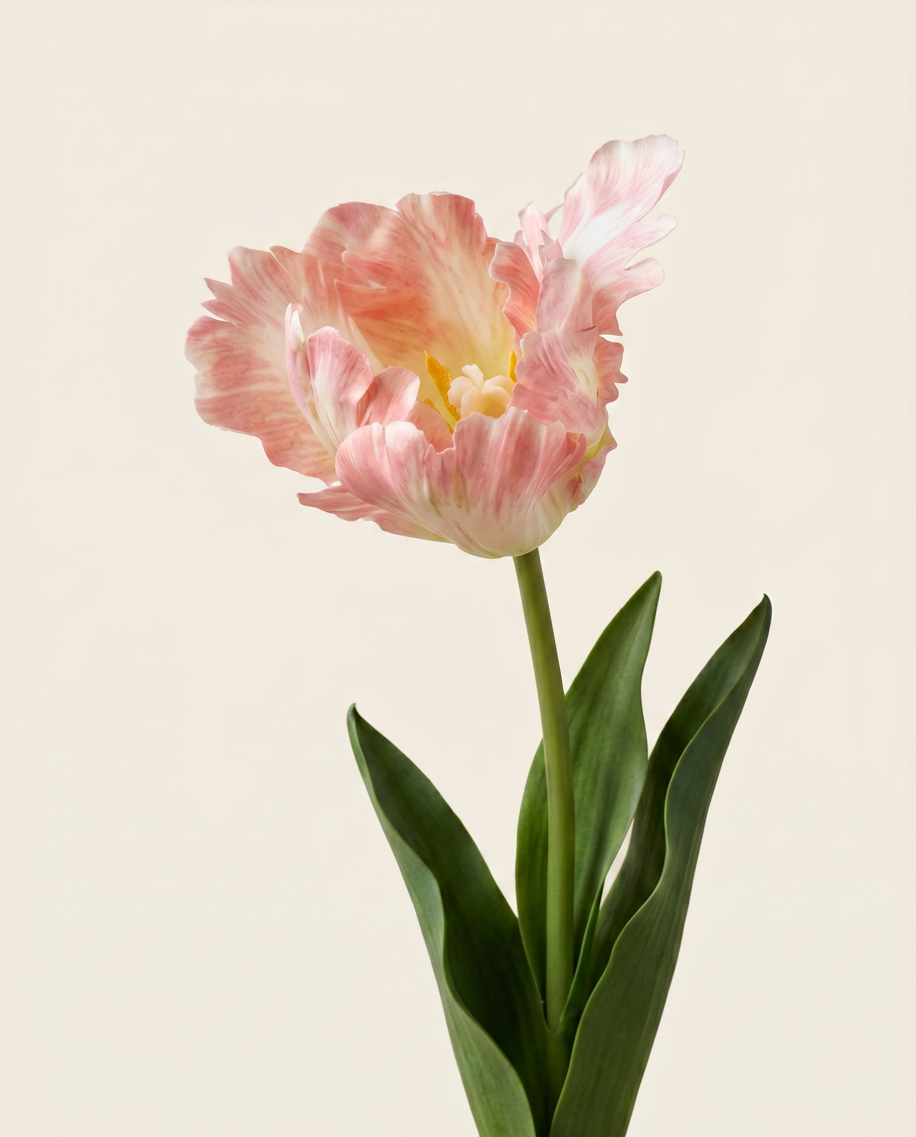 Vad tulipán rózsaszín művirág