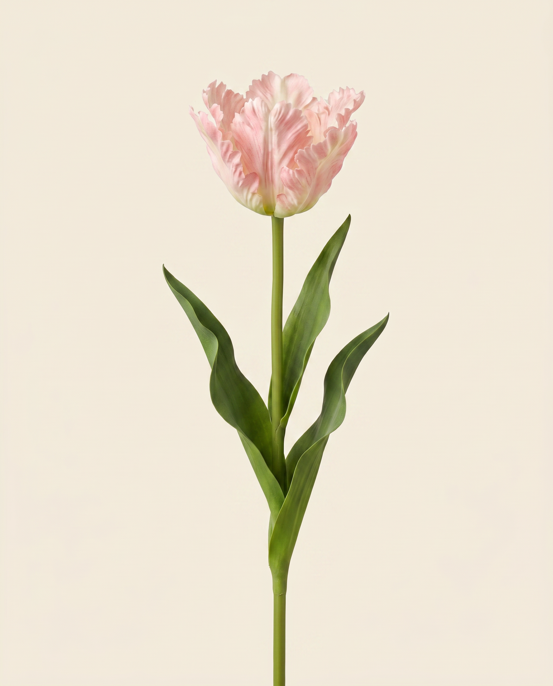 Vad tulipán rózsaszín művirág