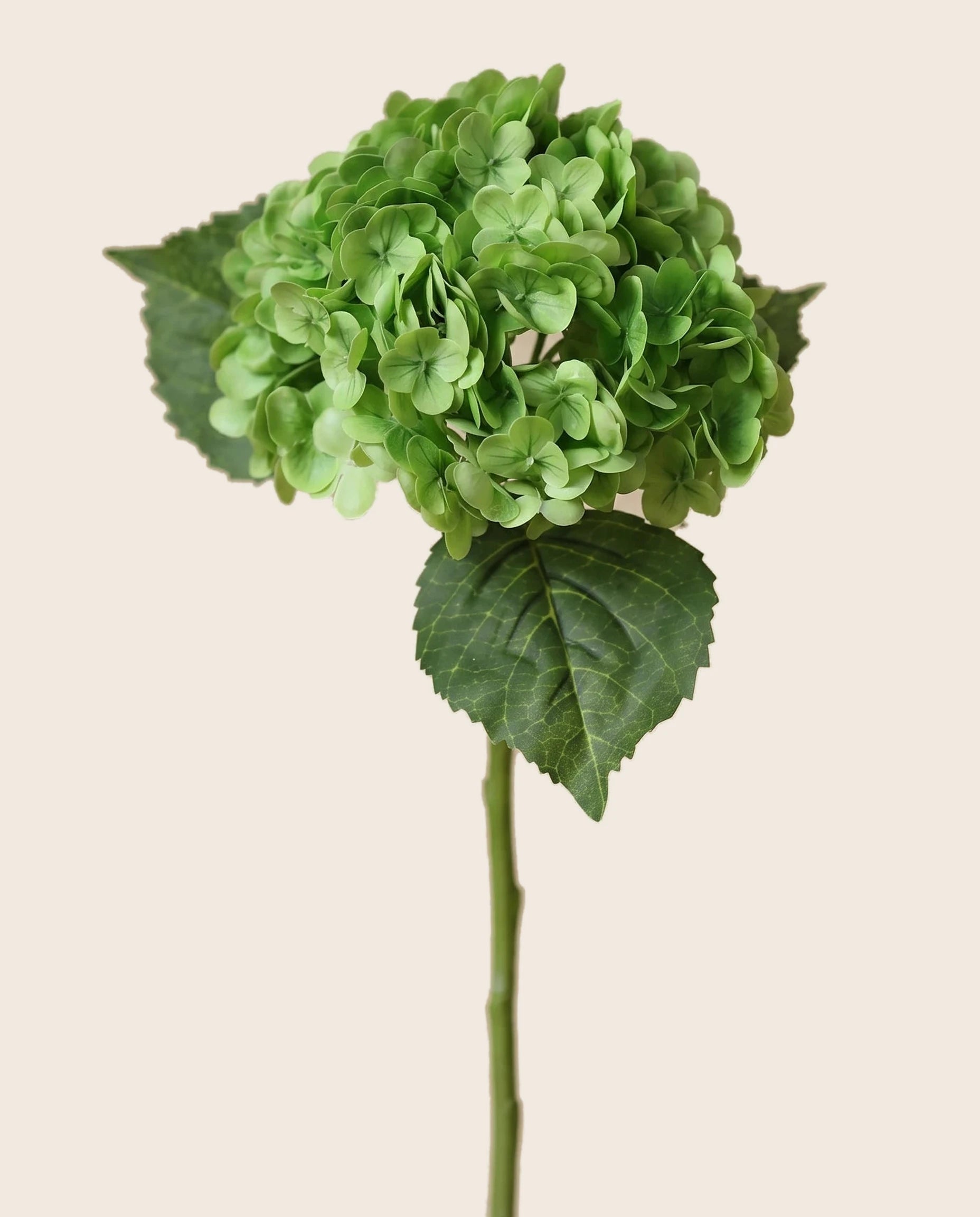 Sötétzöld hortenzia szál, teljes