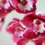 Csónak orchidea prémium rózsaszín művirág