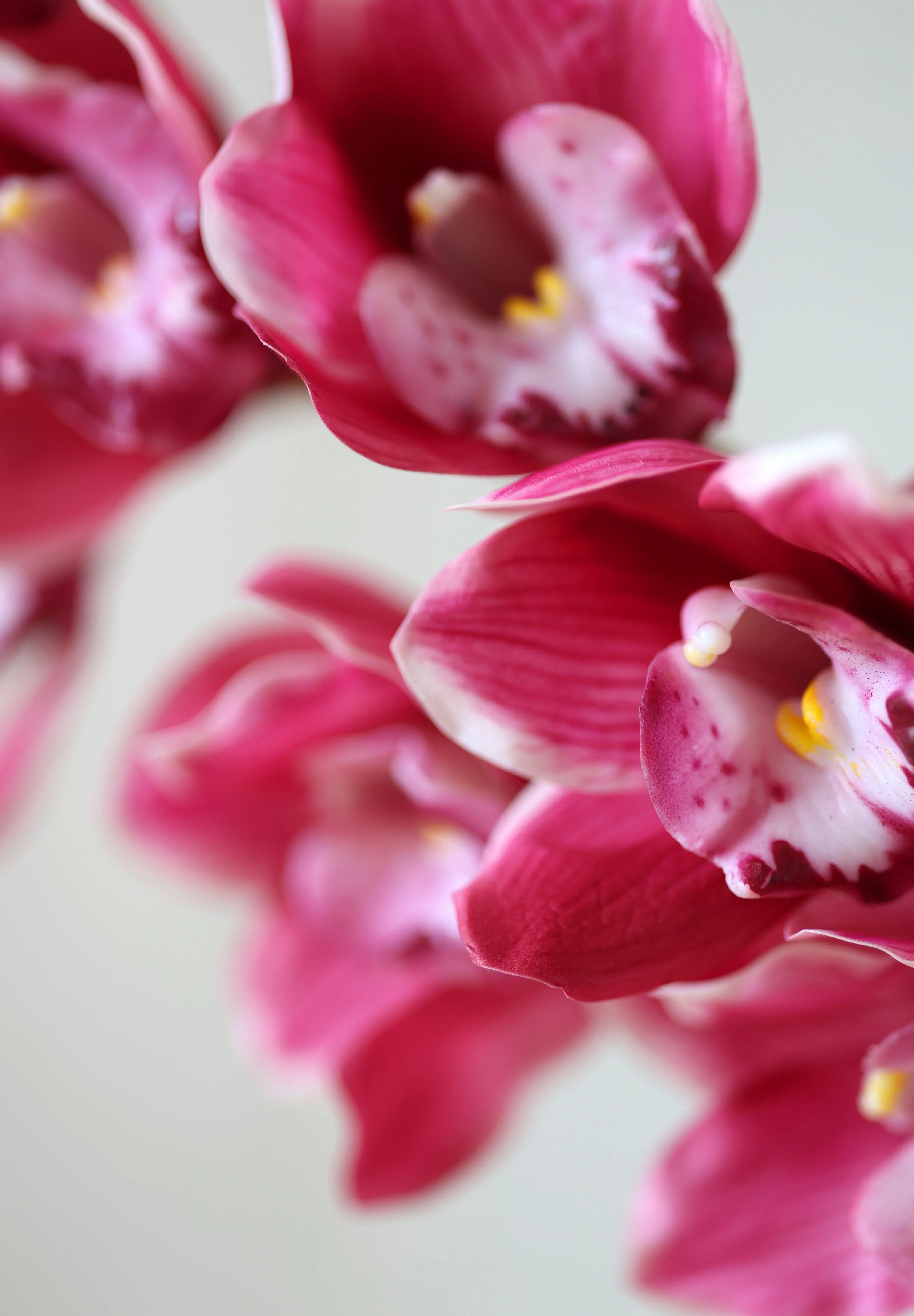 Csónak orchidea prémium rózsaszín művirág