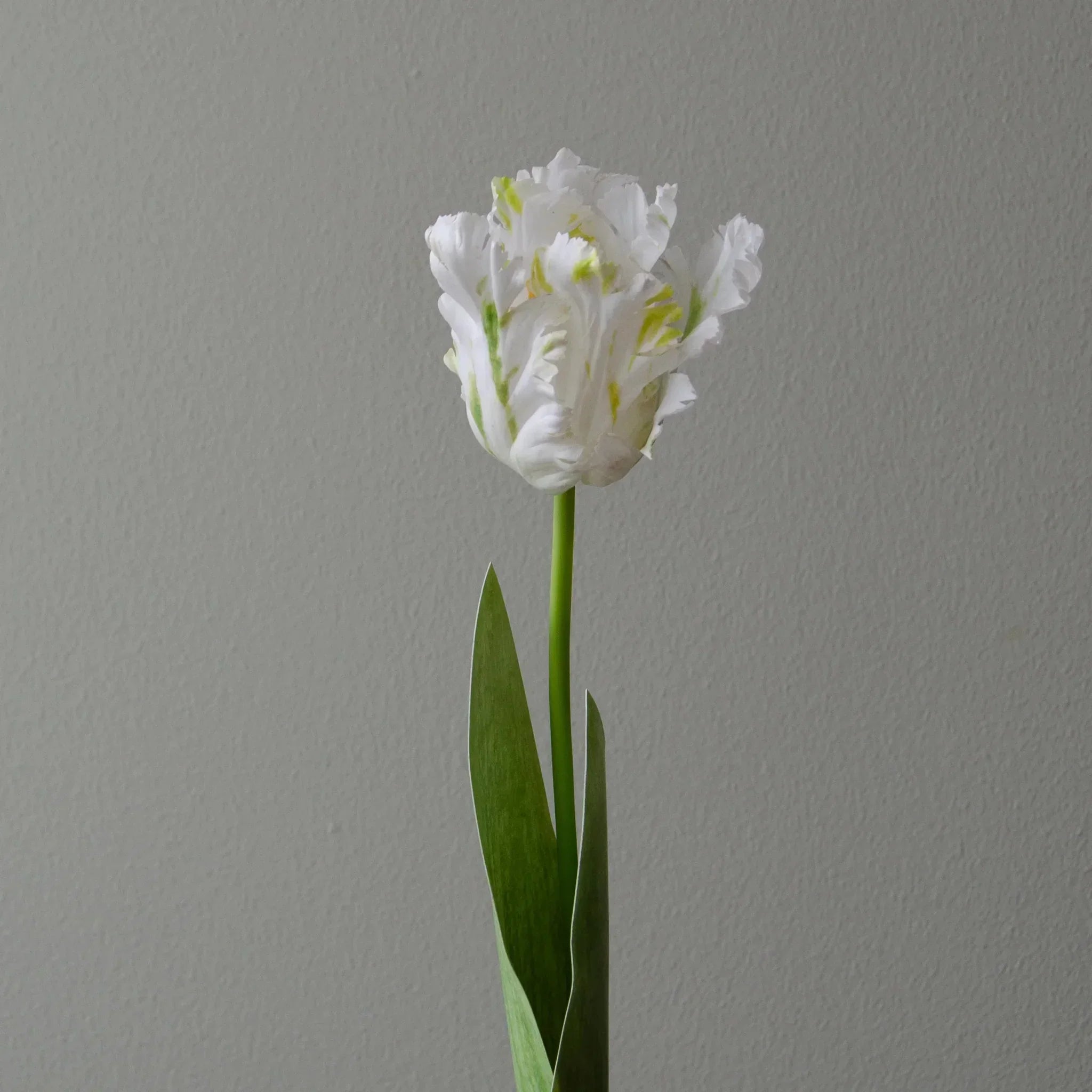 Vad tulipán fehér művirág