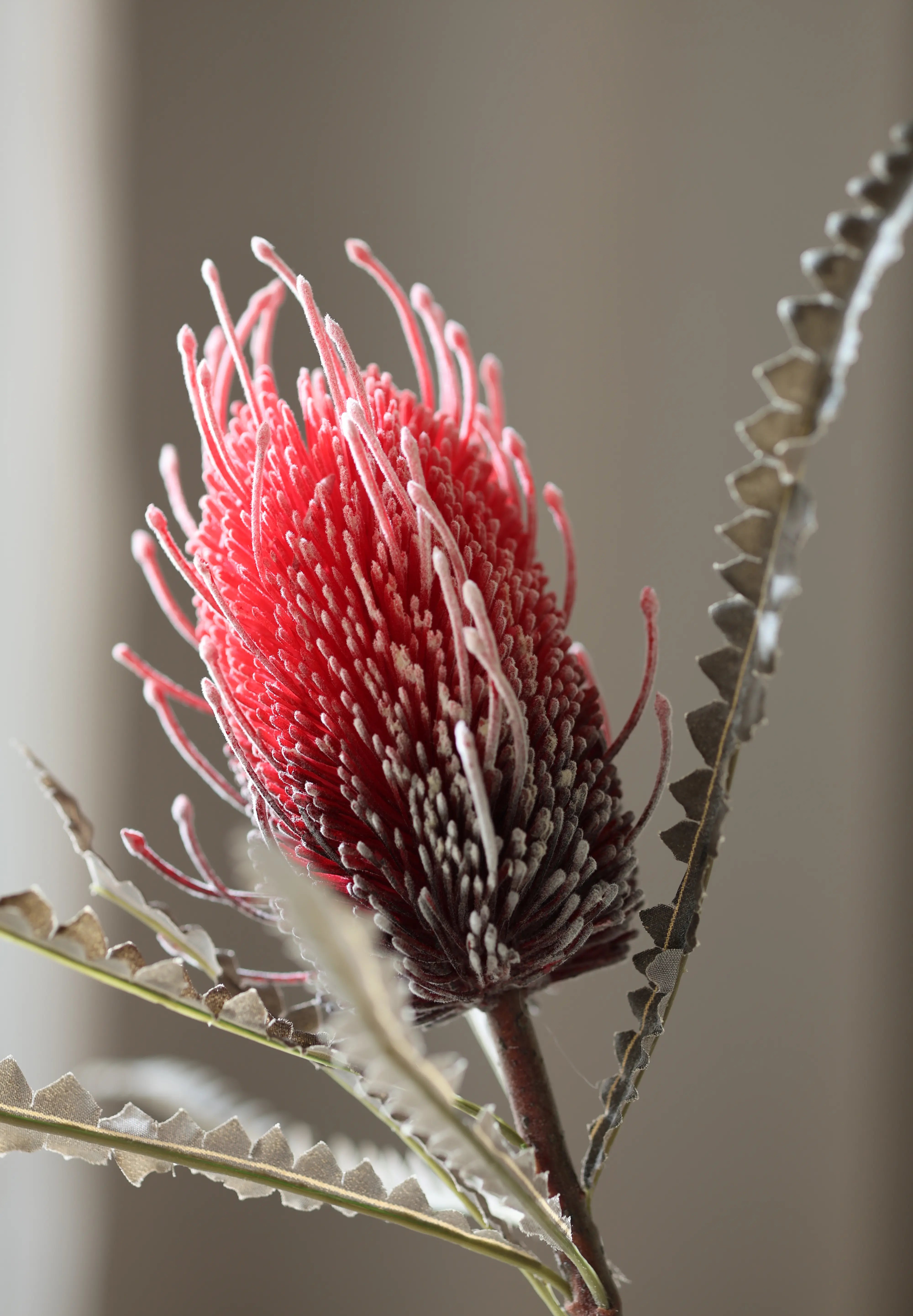 Király protea bordó művirág